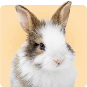 حيوانات صغيرة