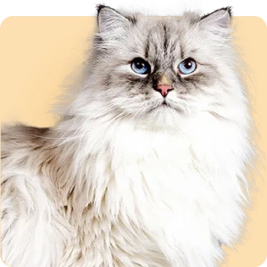 متجر توين كاتس